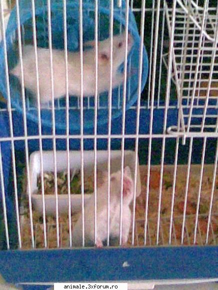 dau spre adoptie doi puiuti de hamsteri albi cu urechiuse negre, fetita si baiat, foarte jucausi si