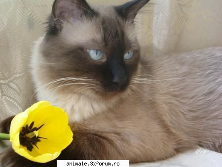 Alma - Tom va daruieste o floare ! - Membri