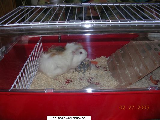 Blonda - Horky Porky in cusca ei cea noua - Membri