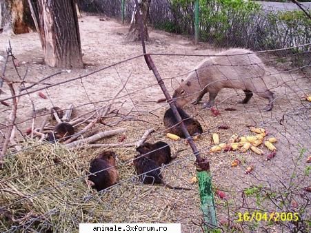 Marius - Cateva poze facute la zoo - Membri
