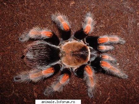 tarantule, scorpioni, si alte animale exotice! pentru informatii despre specii, poze, filme,