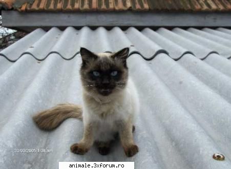 chris2005 - Numele meu este Serban Cristian,12 ani,din - Membri