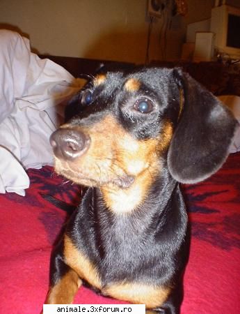 luni 25 aprilie 2005 am pierdut pe sos. magazin angst, un mascul teckel negru cu maron roscat;